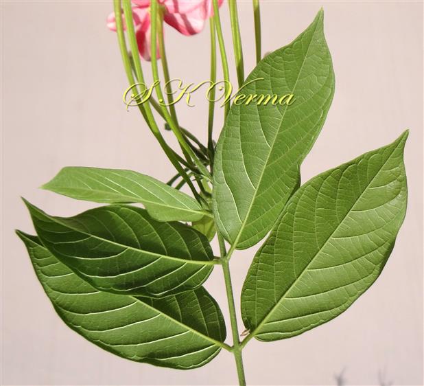  Leaves 
